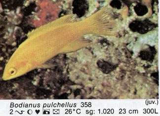 Bodianus pulchellus